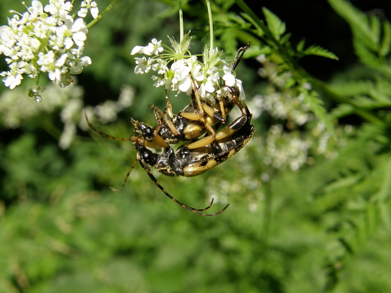 Unter einer Bl�te h�ngend