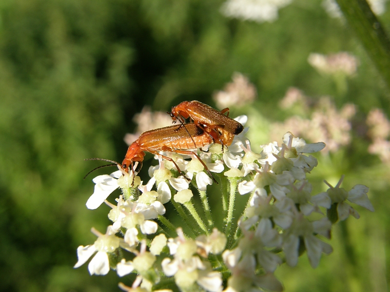 Weichk�fer in der Sonne
