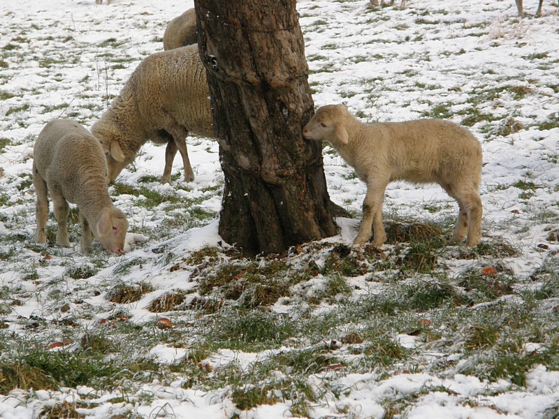 Sch�fchen am Baum