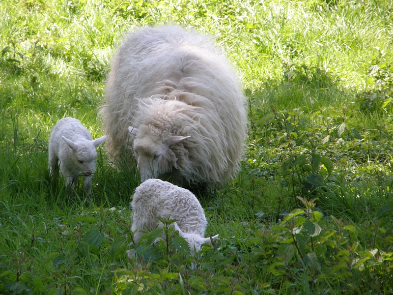 Zwei L�mmer mit Mutter im Schatten
