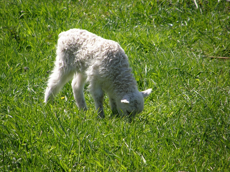 L�mmchen beim Grasen