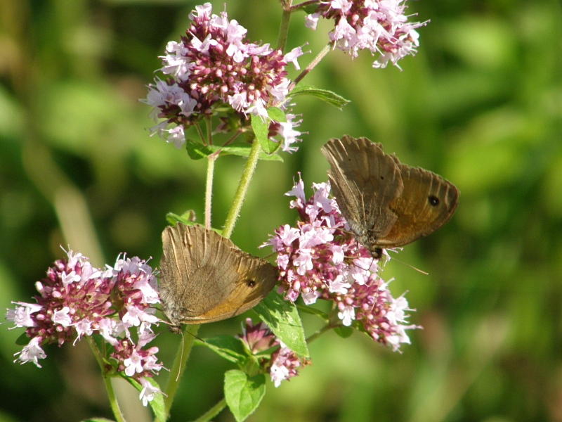 Rotbraunes Wiesenv�gelchen