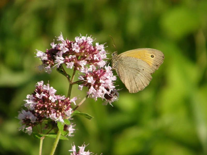 Rotbraunes Wiesenv�gelchen