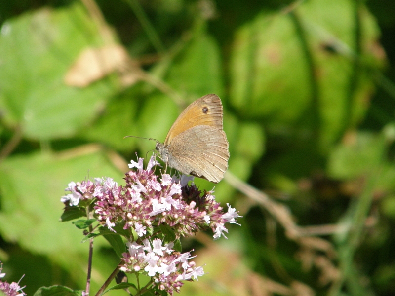 Rotbraunes Wiesenv�gelchen