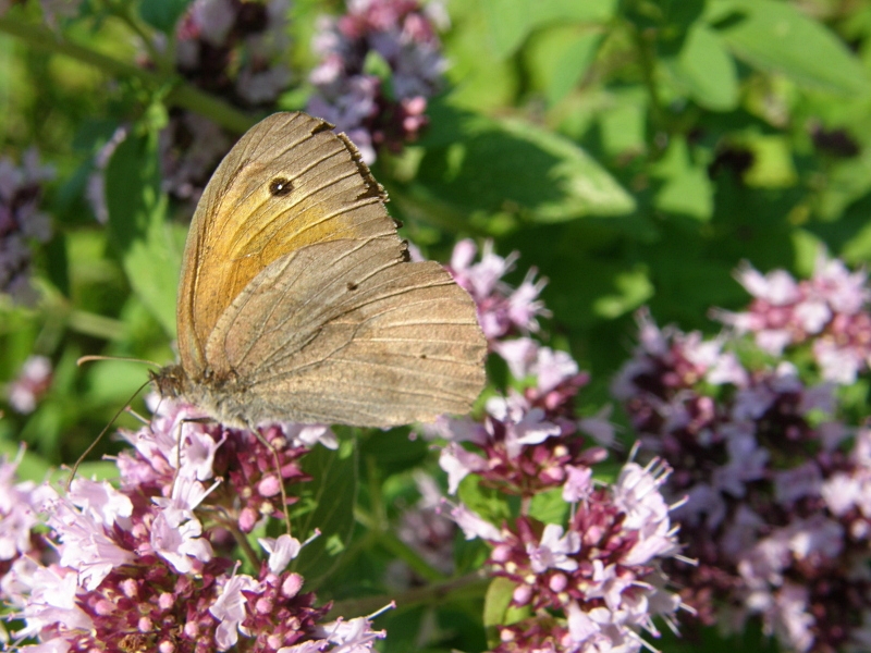 Rotbraunes Wiesenv�gelchen