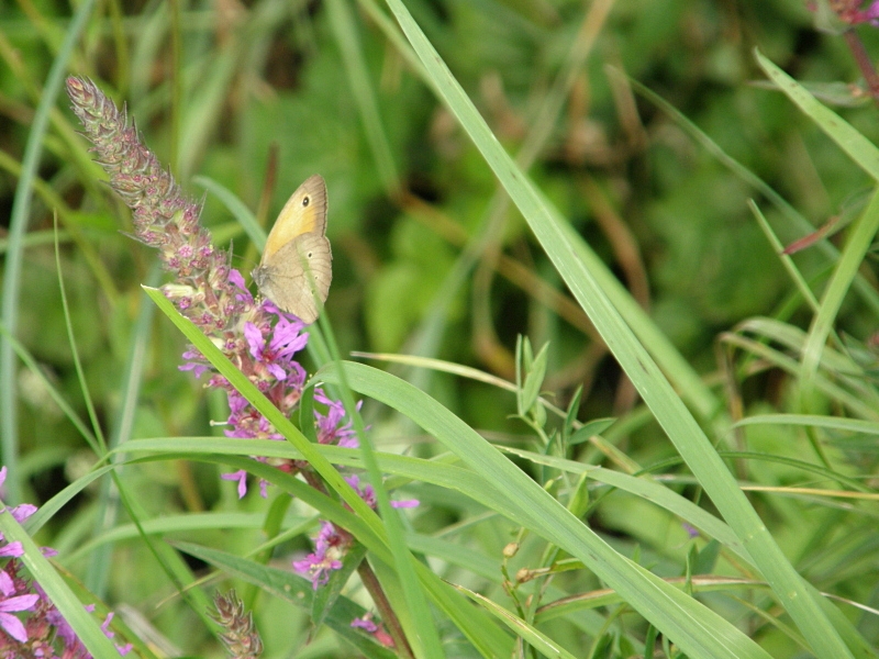 Rotbraunes Wiesenv�gelchen