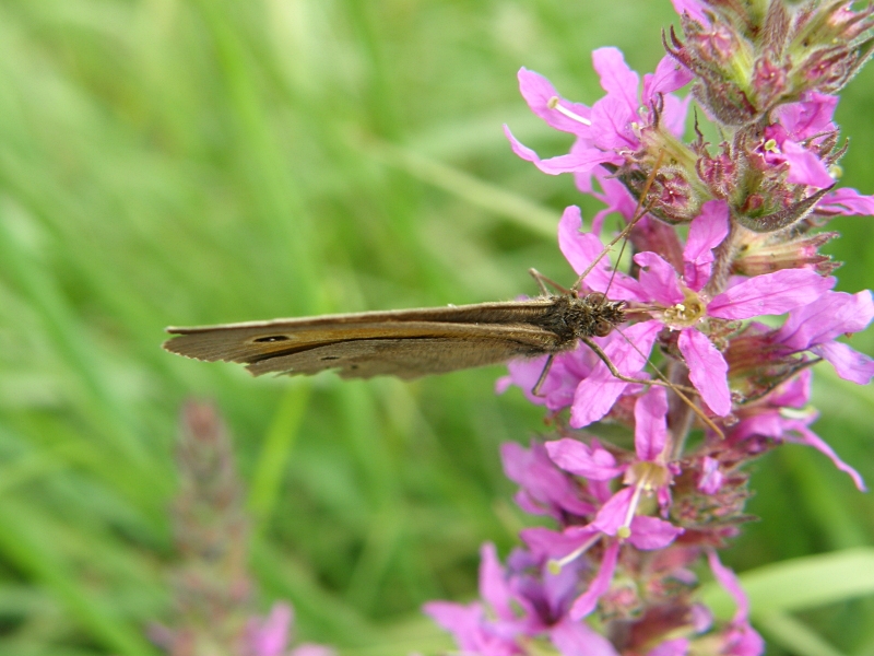 Rotbraunes Wiesenv�gelchen
