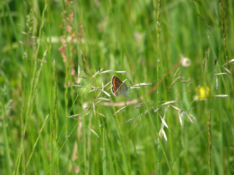 Bl�uling in Wiese