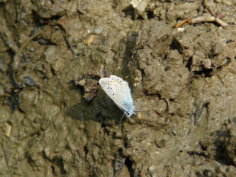 Bl�uling auf Lehm