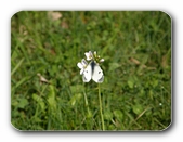 Aurorafalter an Bl�te (Weibchen)