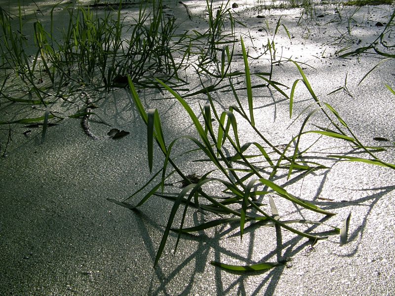 Oberfl�che des kleinen T�mpels