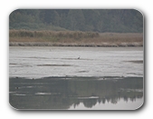 R�sslerweiher, Niedrigwasser