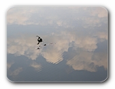 Bl�tter im Wasser