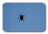 R�sselk�fer am Fenster