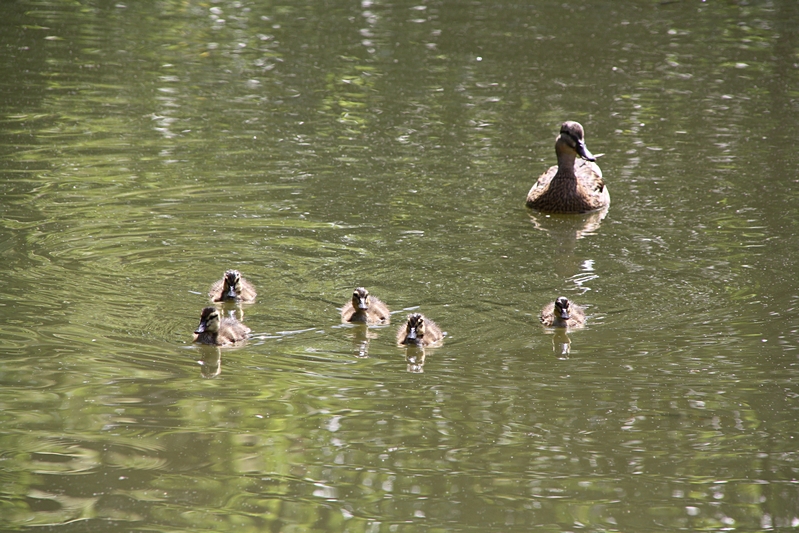 Enten-K�ken