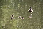 Enten-K�ken
