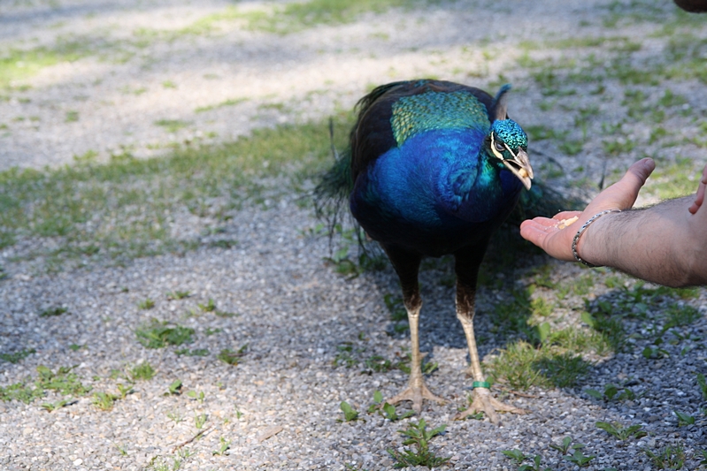Pfau wird gef�ttert