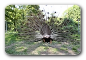 Pfau, Rad schlagend (R�ckansicht)