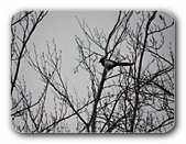 Elster im Ge�st