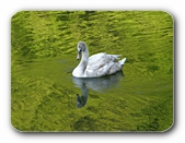 Junger Schwan, Kreuzbergweiher