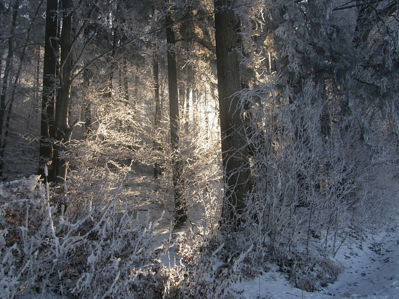 Sonne bricht durch die B�ume