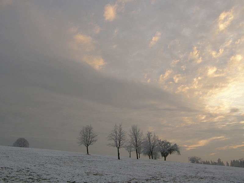 B�ume im Winter