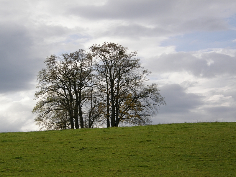 B�ume in der Landschaft