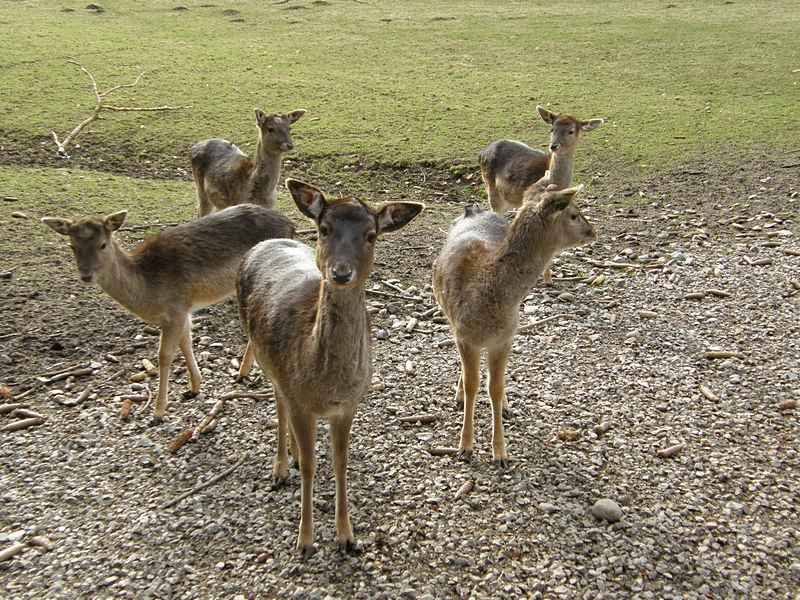 Damhirschk�he
