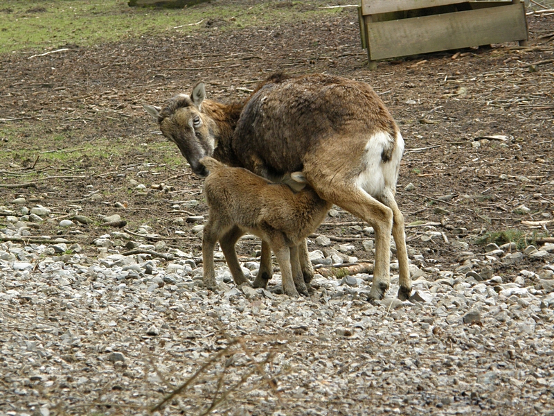 S�ugende Hirschkuh