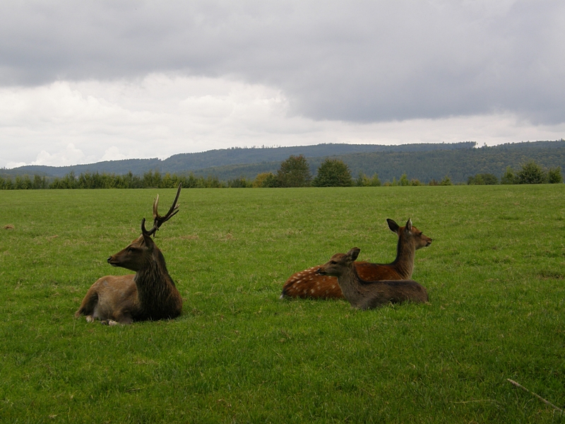 Hirsch und Hirschk�he