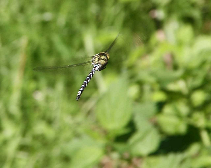 K�nigslibelle im Flug