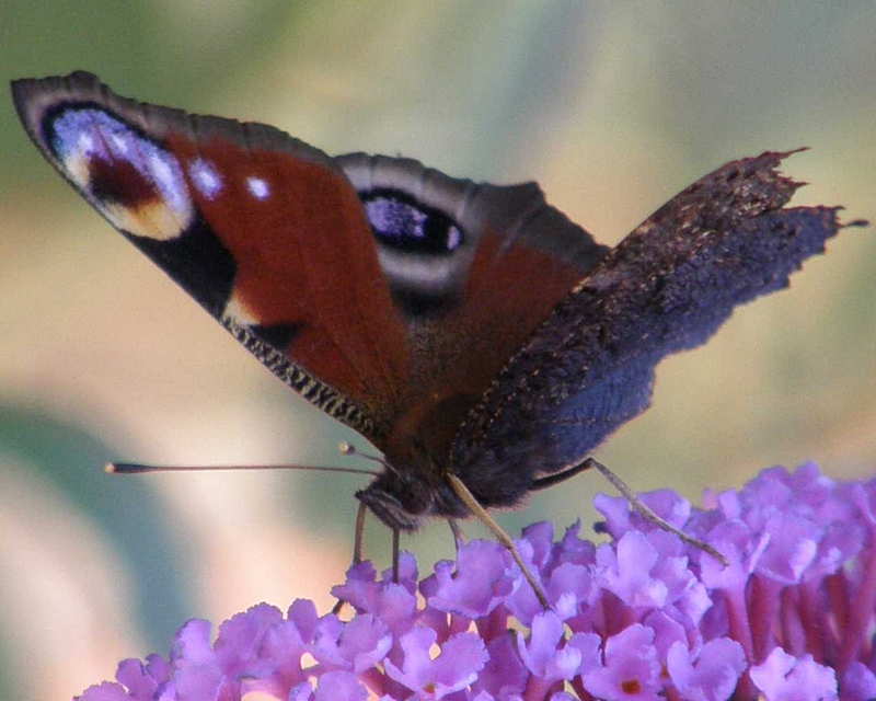 Tagpfauenauge