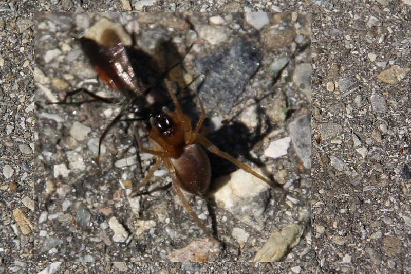 Wespe f�ngt Spinne