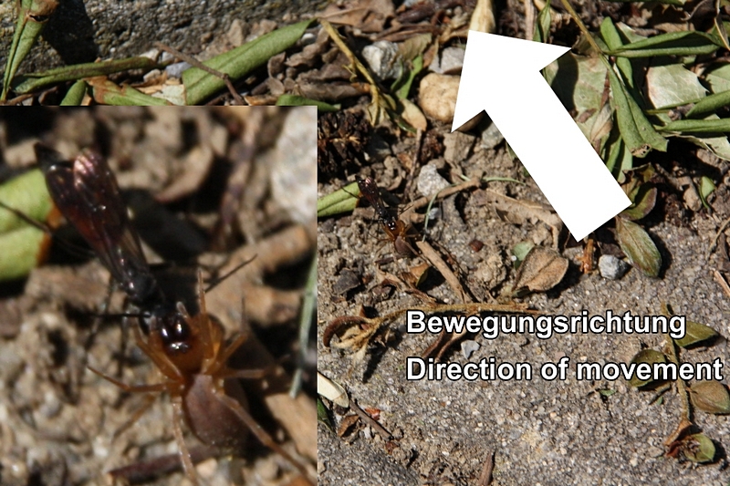 Wespe bringt gel�hmte Spinne in Nest