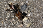 Wespe f�ngt Spinne