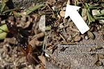 Wespe bringt gel�hmte Spinne in Nest