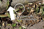 steiler Aufstieg r�ckw�rts (!)